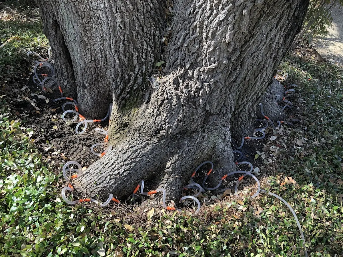 Detailed Tree Cabling and Bracing job site in Ottertail